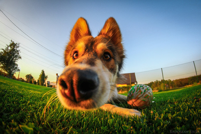 105 Nosy Dogs Who Want To Know What You&#8217;re Doing
