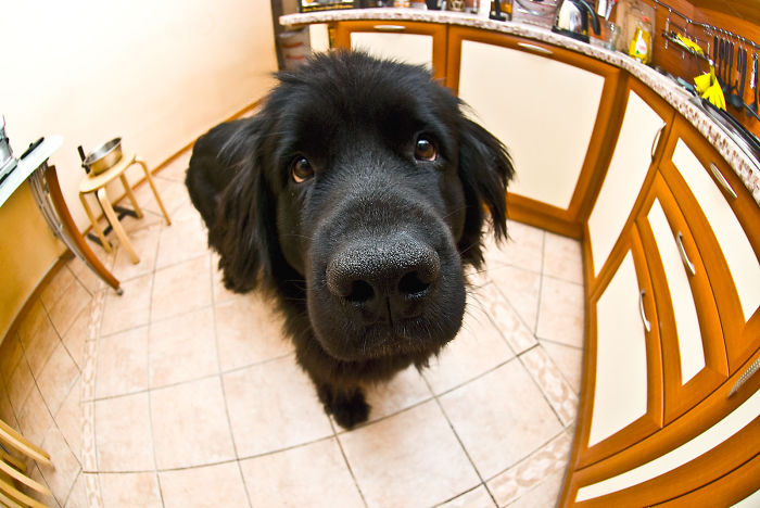 105 Nosy Dogs Who Want To Know What You&#8217;re Doing