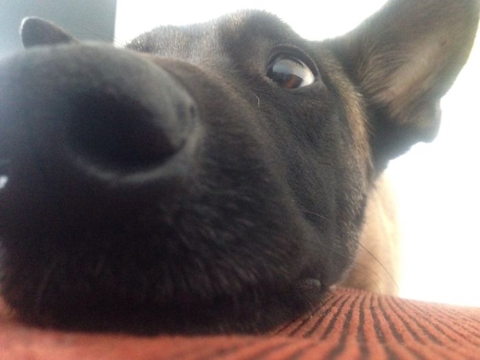 105 Nosy Dogs Who Want To Know What You&#8217;re Doing