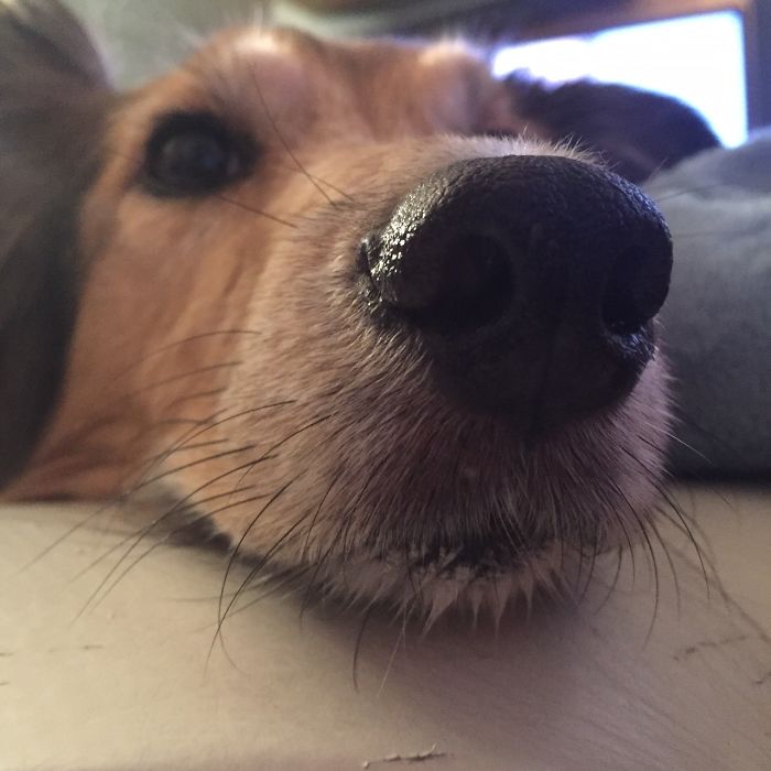 105 Nosy Dogs Who Want To Know What You&#8217;re Doing