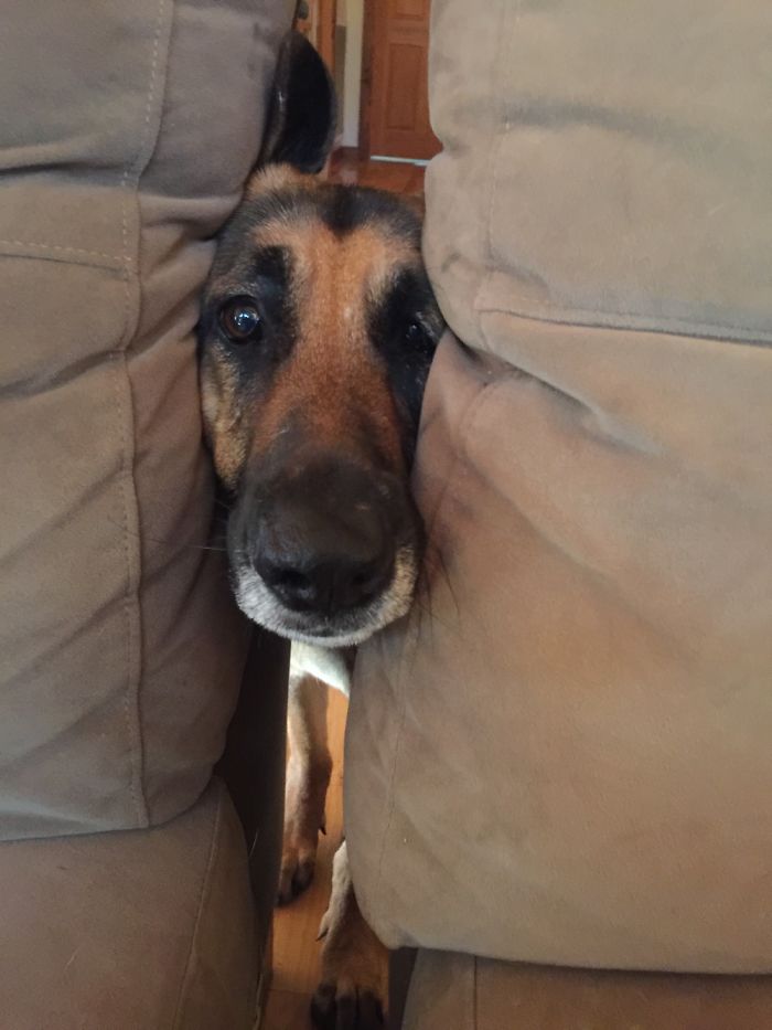 105 Nosy Dogs Who Want To Know What You&#8217;re Doing