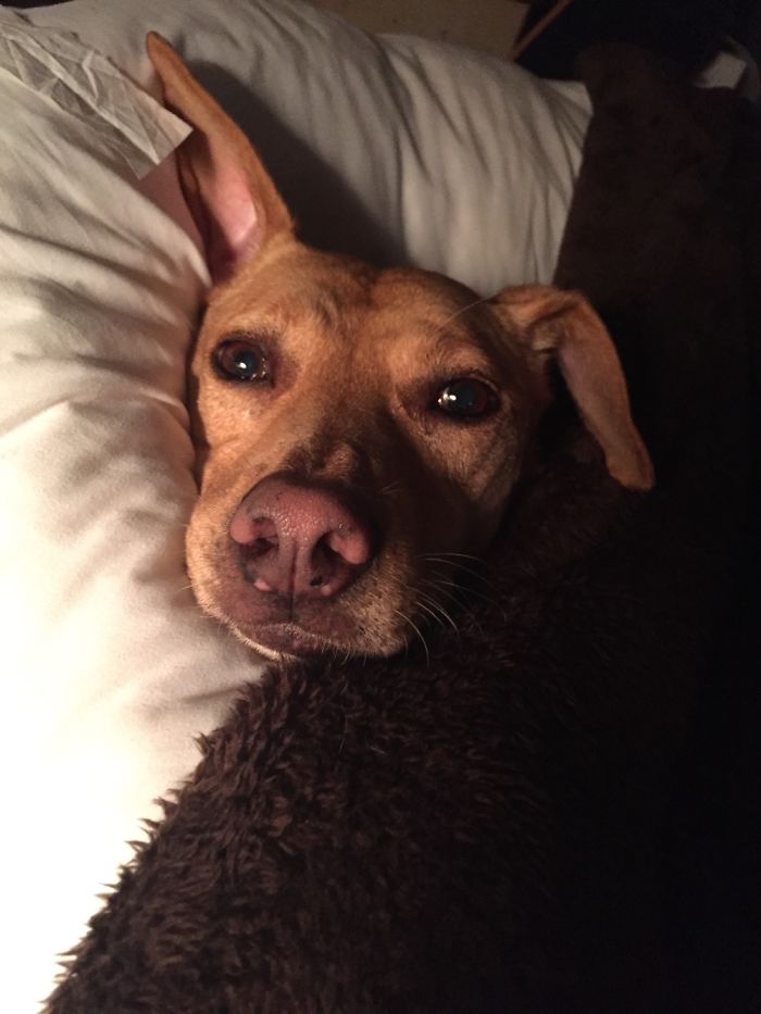105 Nosy Dogs Who Want To Know What You&#8217;re Doing