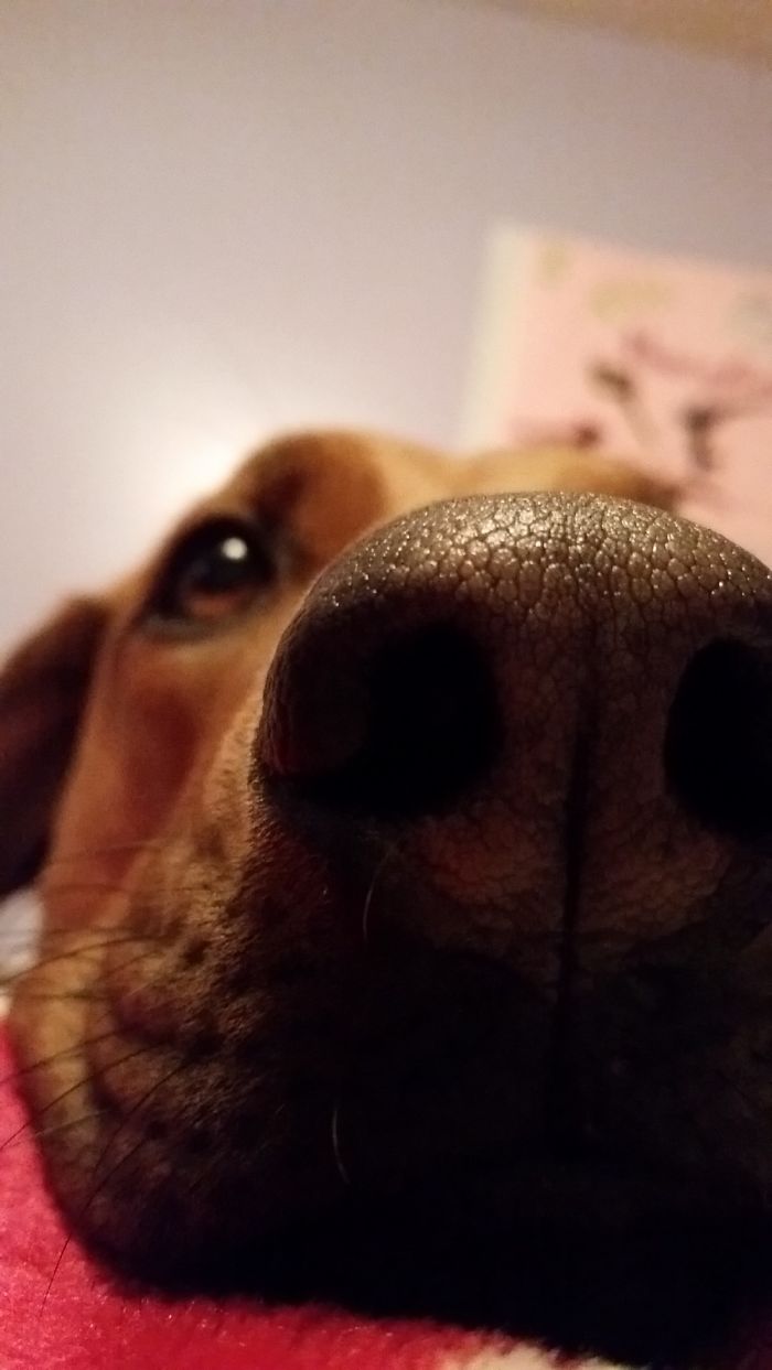 105 Nosy Dogs Who Want To Know What You&#8217;re Doing