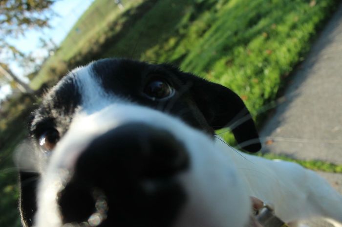 105 Nosy Dogs Who Want To Know What You&#8217;re Doing