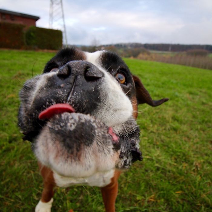 105 Nosy Dogs Who Want To Know What You&#8217;re Doing