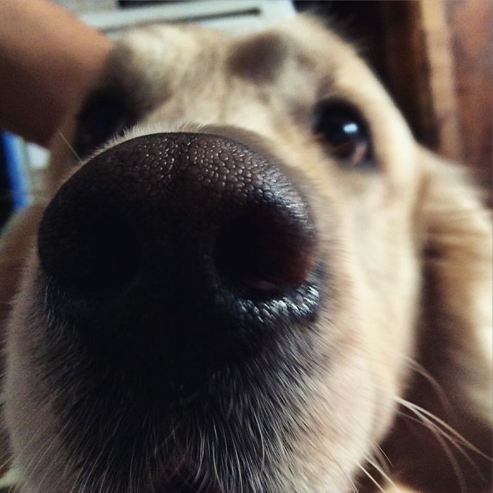 105 Nosy Dogs Who Want To Know What You&#8217;re Doing