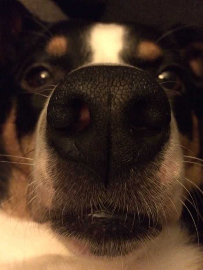 105 Nosy Dogs Who Want To Know What You&#8217;re Doing