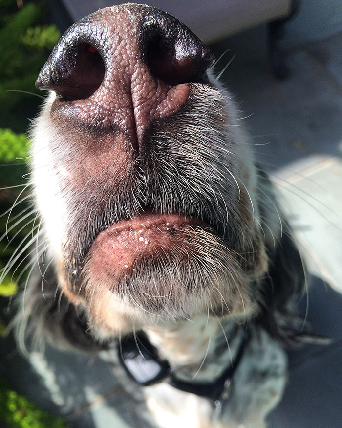 105 Nosy Dogs Who Want To Know What You&#8217;re Doing
