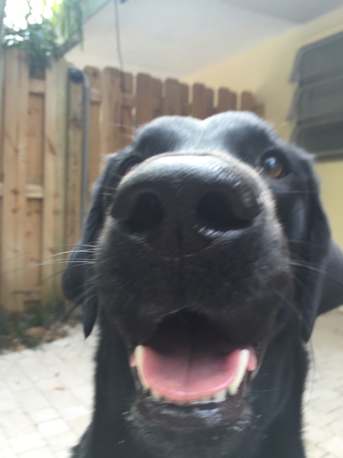 105 Nosy Dogs Who Want To Know What You&#8217;re Doing