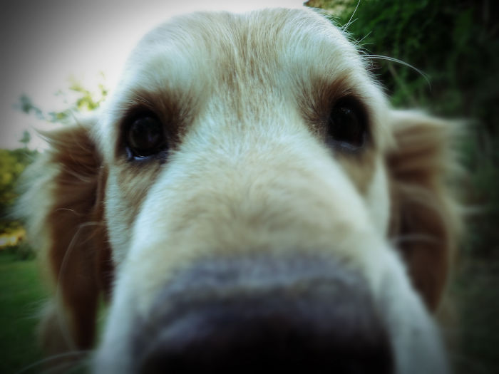 105 Nosy Dogs Who Want To Know What You&#8217;re Doing