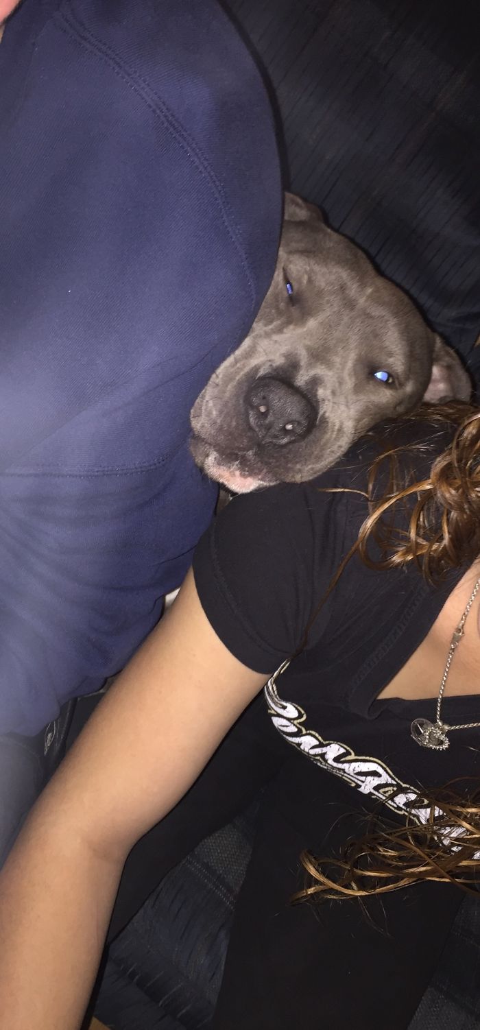 105 Nosy Dogs Who Want To Know What You&#8217;re Doing