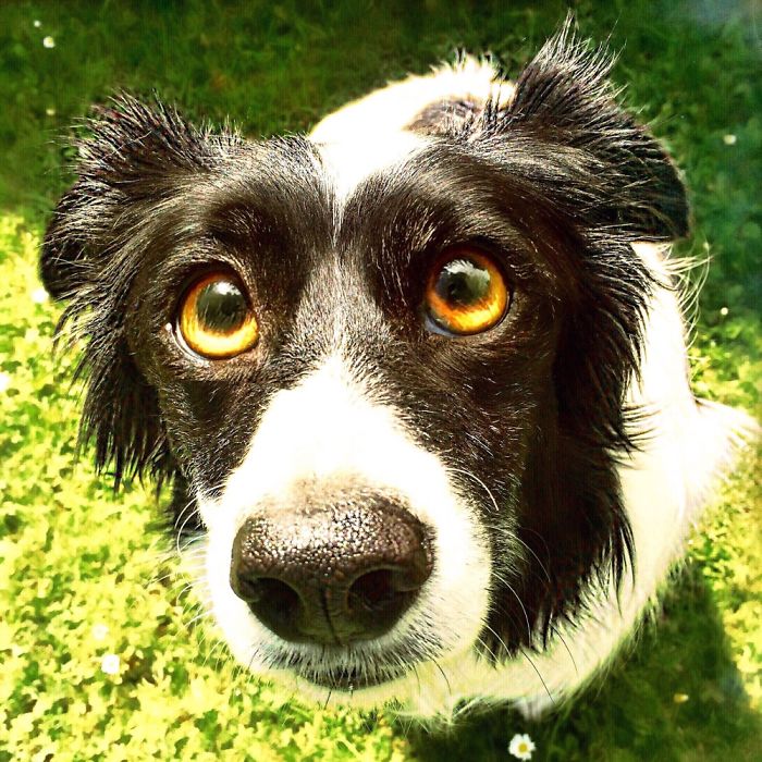 105 Nosy Dogs Who Want To Know What You&#8217;re Doing