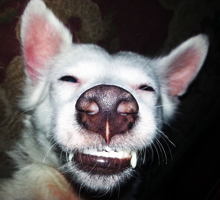 105 Nosy Dogs Who Want To Know What You&#8217;re Doing