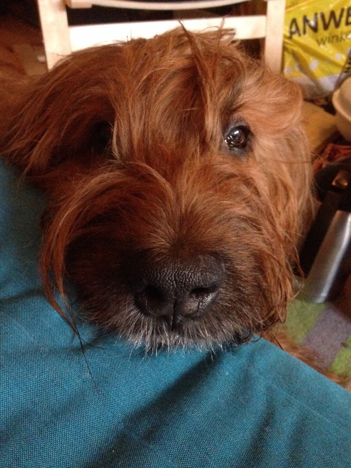 105 Nosy Dogs Who Want To Know What You&#8217;re Doing