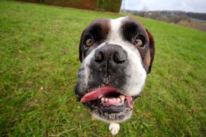 105 Nosy Dogs Who Want To Know What You&#8217;re Doing