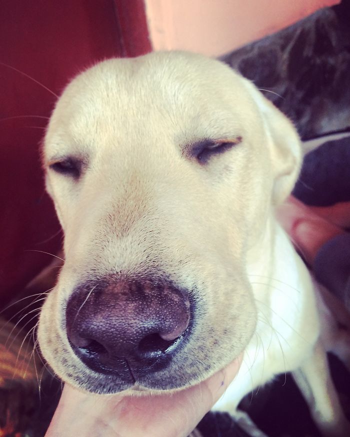 105 Nosy Dogs Who Want To Know What You&#8217;re Doing