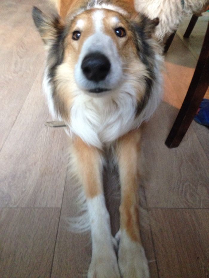 105 Nosy Dogs Who Want To Know What You&#8217;re Doing