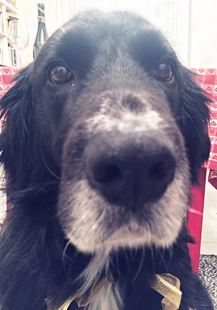 105 Nosy Dogs Who Want To Know What You&#8217;re Doing