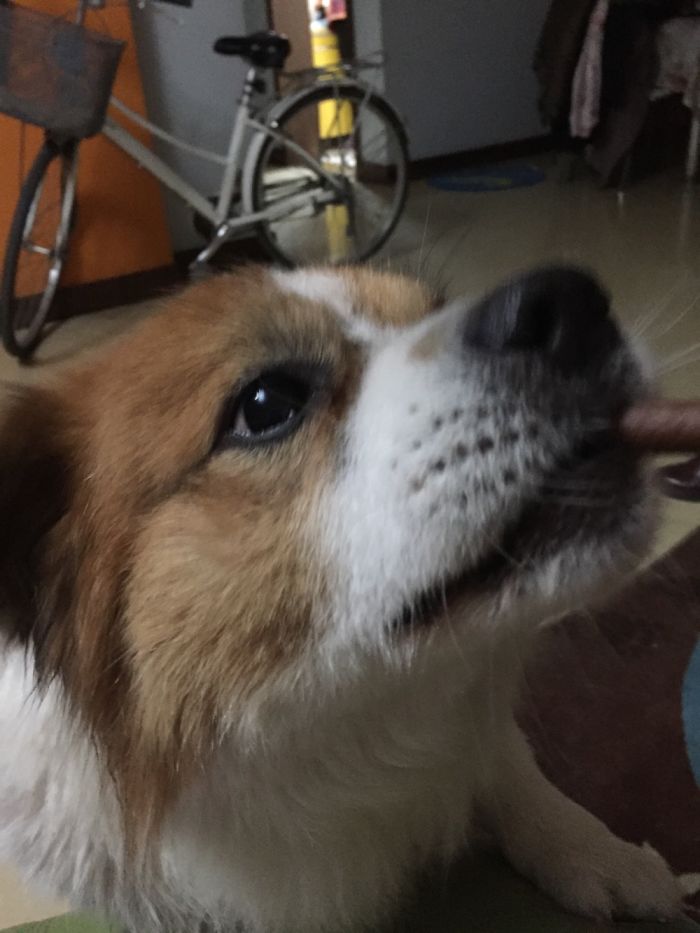 105 Nosy Dogs Who Want To Know What You&#8217;re Doing