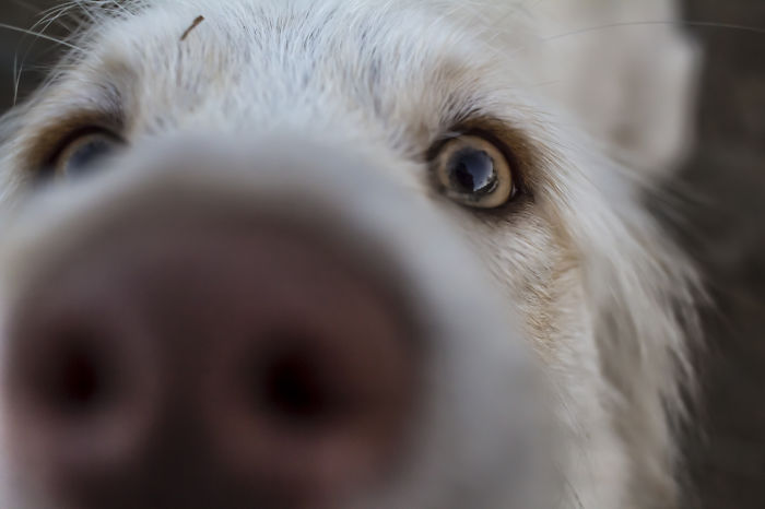 105 Nosy Dogs Who Want To Know What You&#8217;re Doing