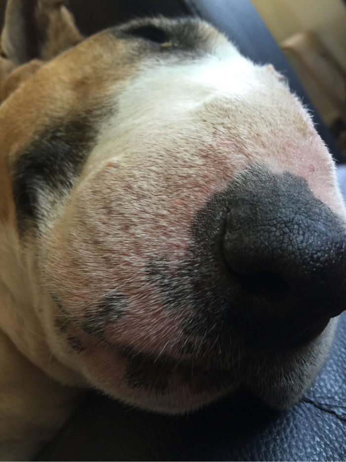 105 Nosy Dogs Who Want To Know What You&#8217;re Doing