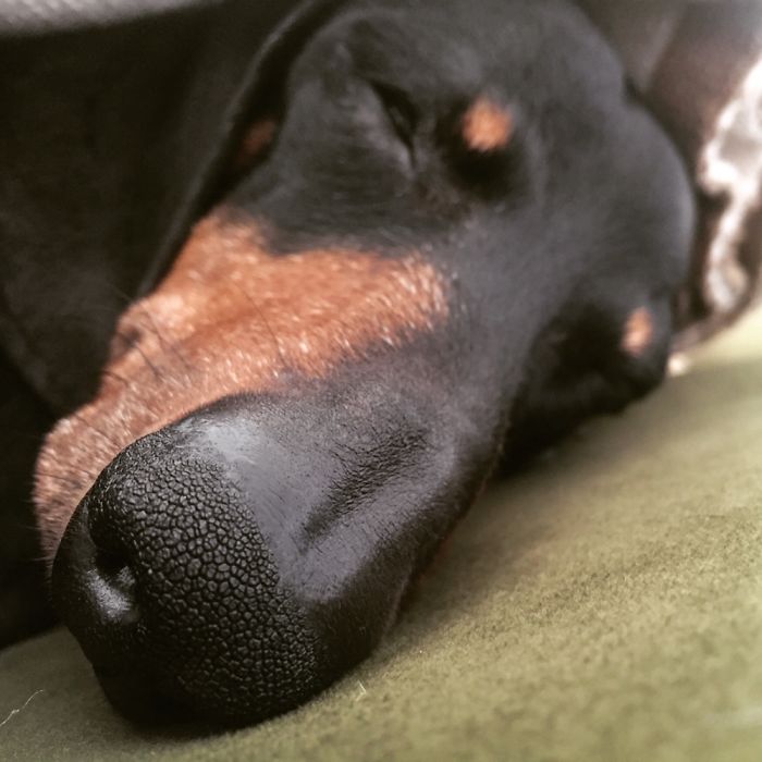 105 Nosy Dogs Who Want To Know What You&#8217;re Doing