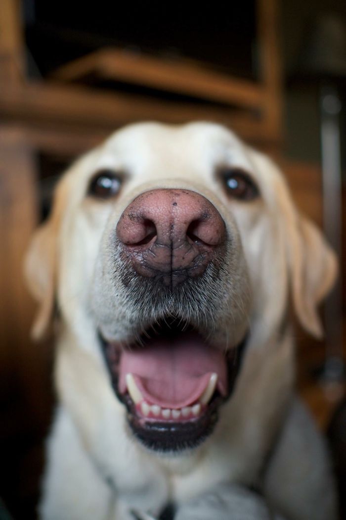 105 Nosy Dogs Who Want To Know What You&#8217;re Doing