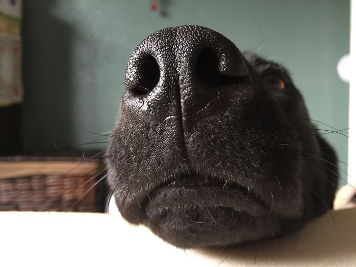 105 Nosy Dogs Who Want To Know What You&#8217;re Doing