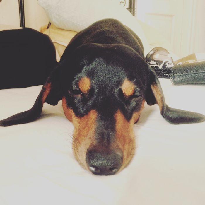 105 Nosy Dogs Who Want To Know What You&#8217;re Doing