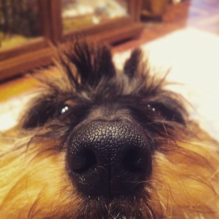 105 Nosy Dogs Who Want To Know What You&#8217;re Doing