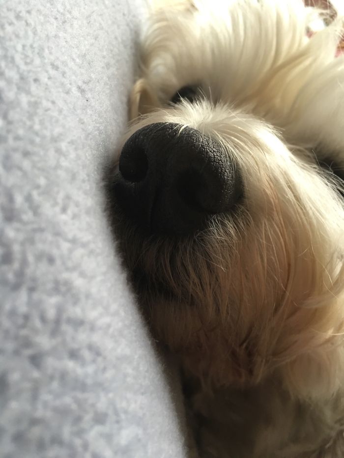 105 Nosy Dogs Who Want To Know What You&#8217;re Doing
