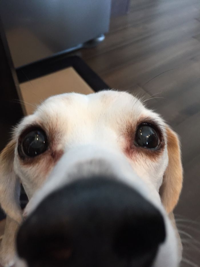 105 Nosy Dogs Who Want To Know What You&#8217;re Doing