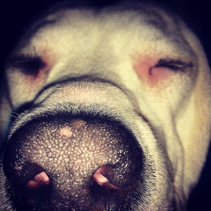 105 Nosy Dogs Who Want To Know What You&#8217;re Doing