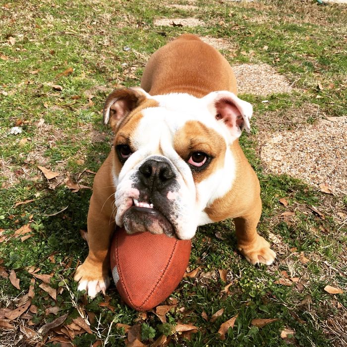 105 Nosy Dogs Who Want To Know What You&#8217;re Doing
