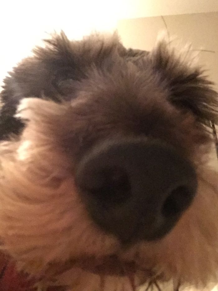 105 Nosy Dogs Who Want To Know What You&#8217;re Doing