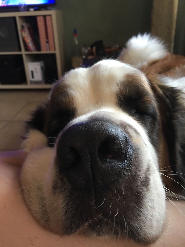 105 Nosy Dogs Who Want To Know What You&#8217;re Doing