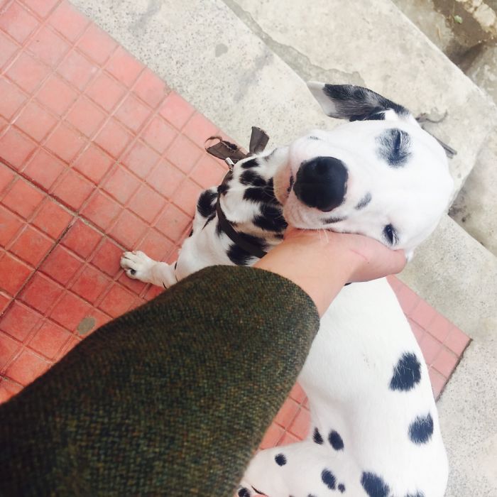 105 Nosy Dogs Who Want To Know What You&#8217;re Doing