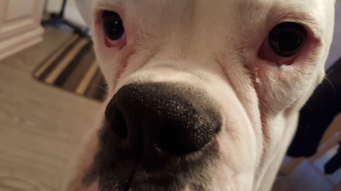 105 Nosy Dogs Who Want To Know What You&#8217;re Doing
