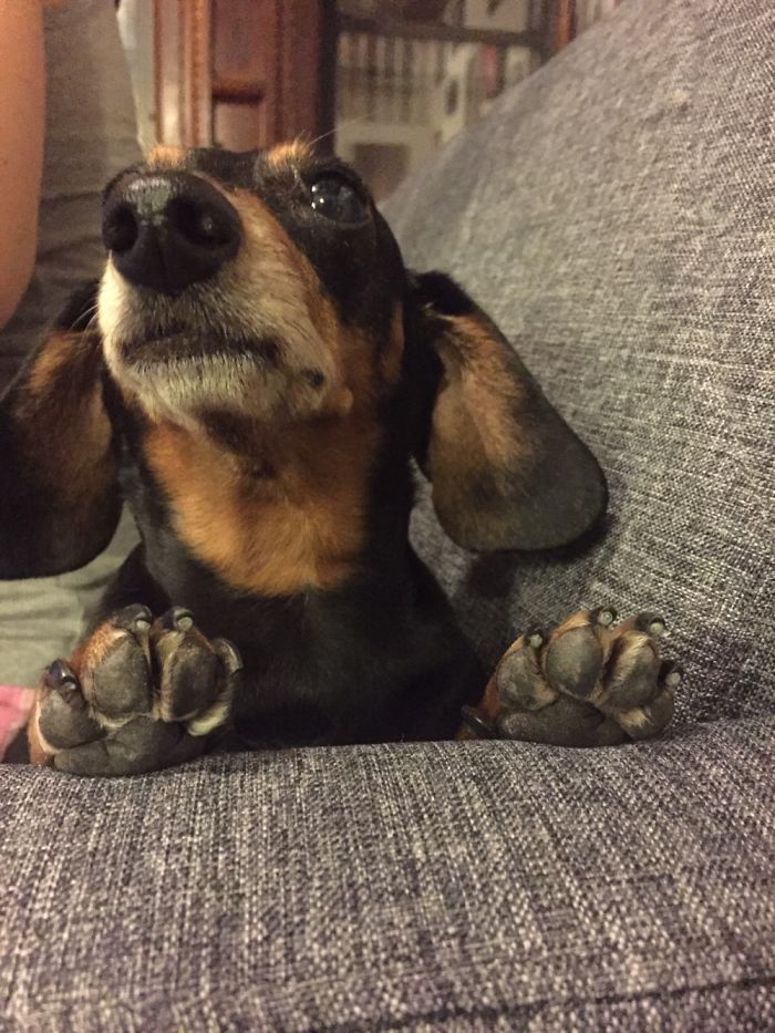 105 Nosy Dogs Who Want To Know What You&#8217;re Doing