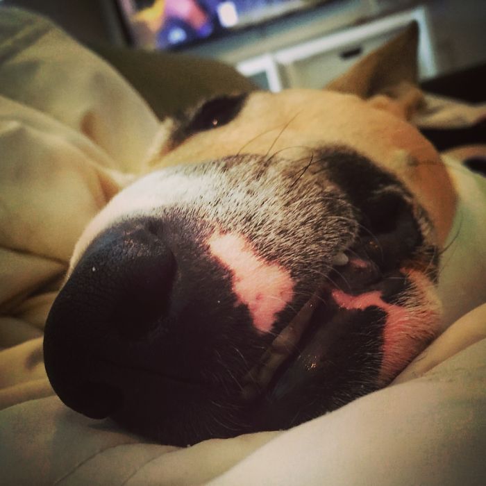 105 Nosy Dogs Who Want To Know What You&#8217;re Doing