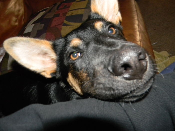 105 Nosy Dogs Who Want To Know What You&#8217;re Doing