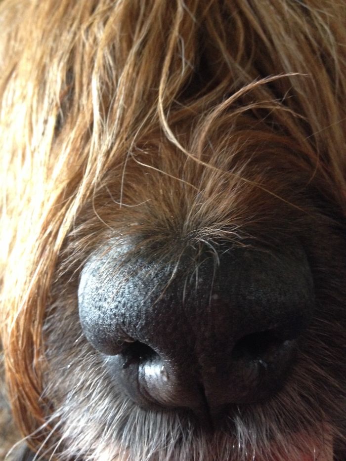 105 Nosy Dogs Who Want To Know What You&#8217;re Doing