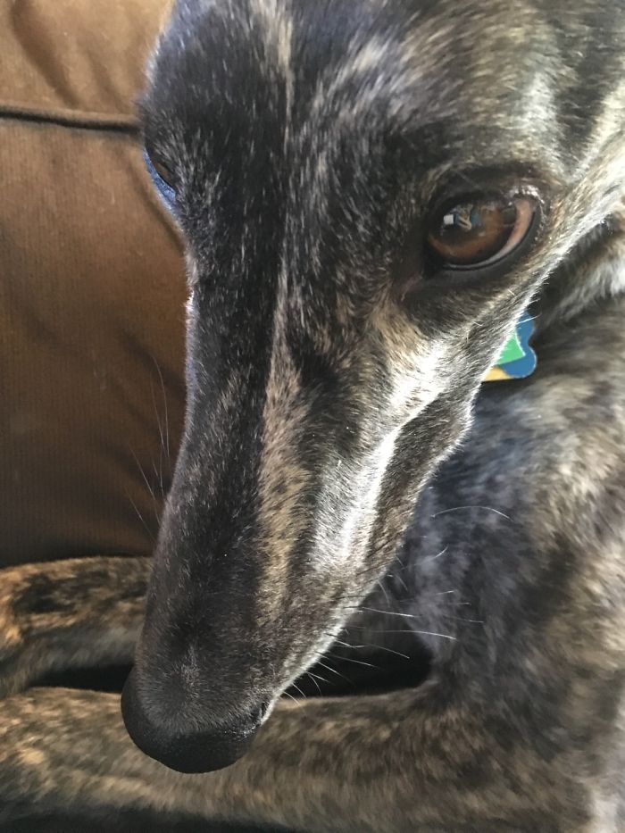 105 Nosy Dogs Who Want To Know What You&#8217;re Doing
