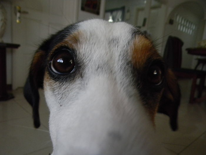 105 Nosy Dogs Who Want To Know What You&#8217;re Doing