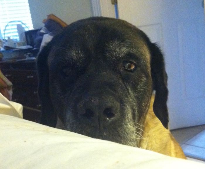 105 Nosy Dogs Who Want To Know What You&#8217;re Doing