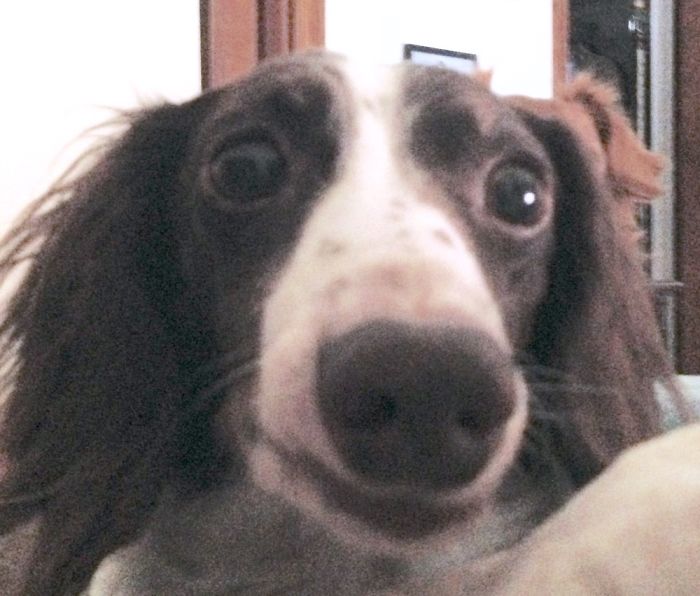 105 Nosy Dogs Who Want To Know What You&#8217;re Doing