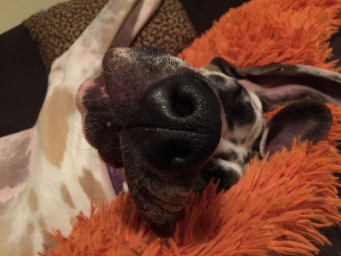 105 Nosy Dogs Who Want To Know What You&#8217;re Doing