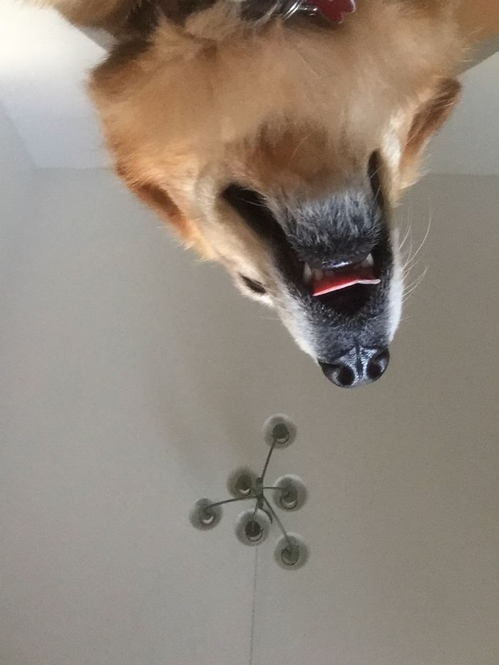 105 Nosy Dogs Who Want To Know What You&#8217;re Doing