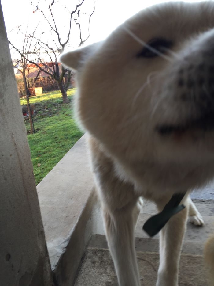 105 Nosy Dogs Who Want To Know What You&#8217;re Doing