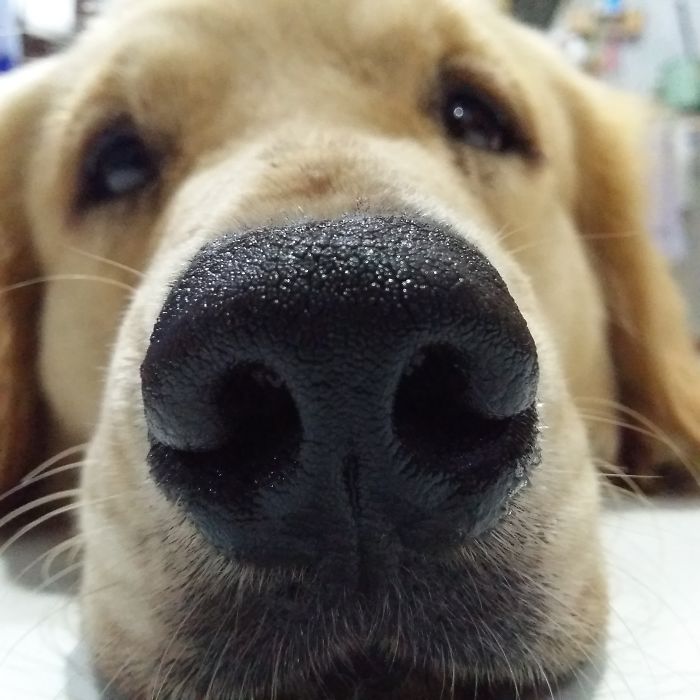 105 Nosy Dogs Who Want To Know What You&#8217;re Doing
